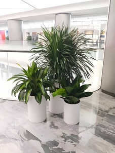 镇海盆景出租方案